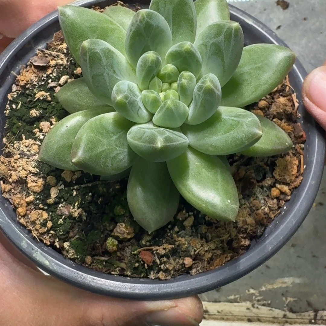 靖***雯美人杂交 一物一拍