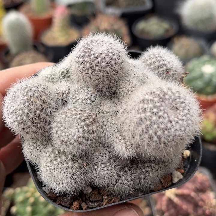 仙人球一物一拍自根