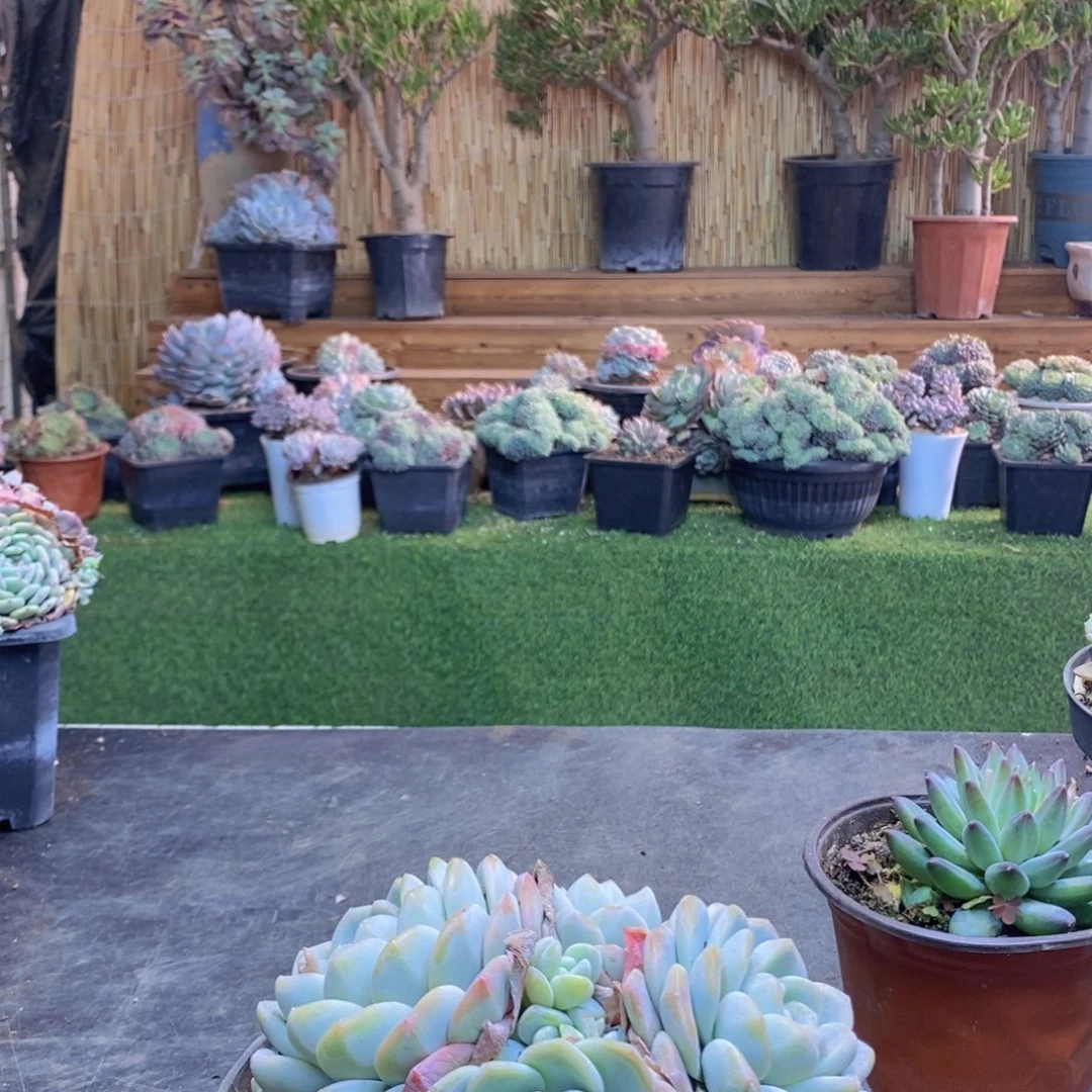 小**儿120号者冰玉群00