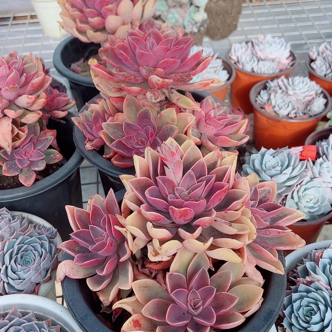 紫气东来多头群生精品特价