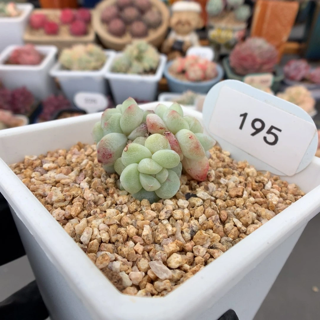 l****e195 冰玉石化多肉