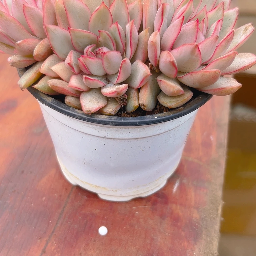 宝莲灯锦235677997655多肉