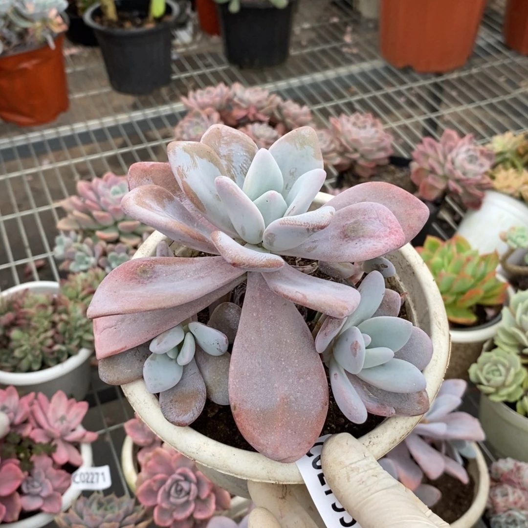 2795粉兔多头一物一拍
