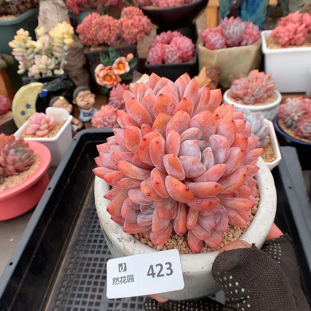 425雪天使有砍多肉植物