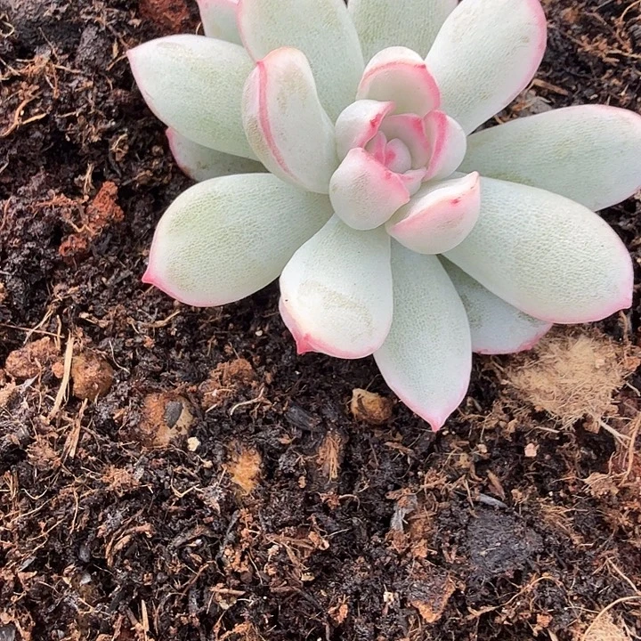 雨燕座锦多肉锦植物