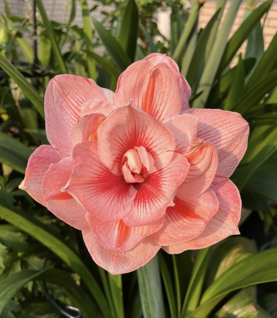 自然球 兰尼朱顶红5➕