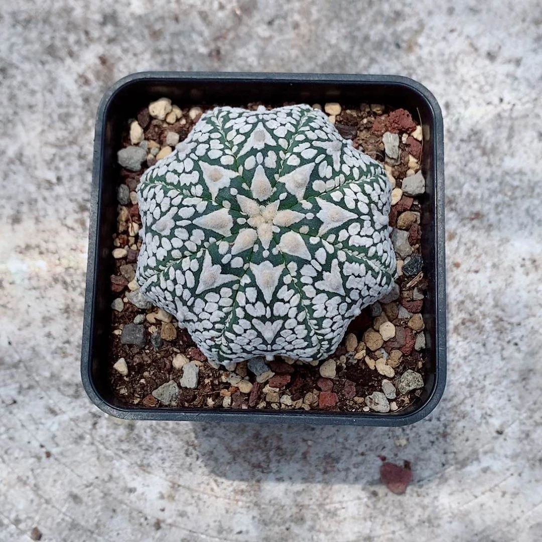 实生海星v兜一物一拍