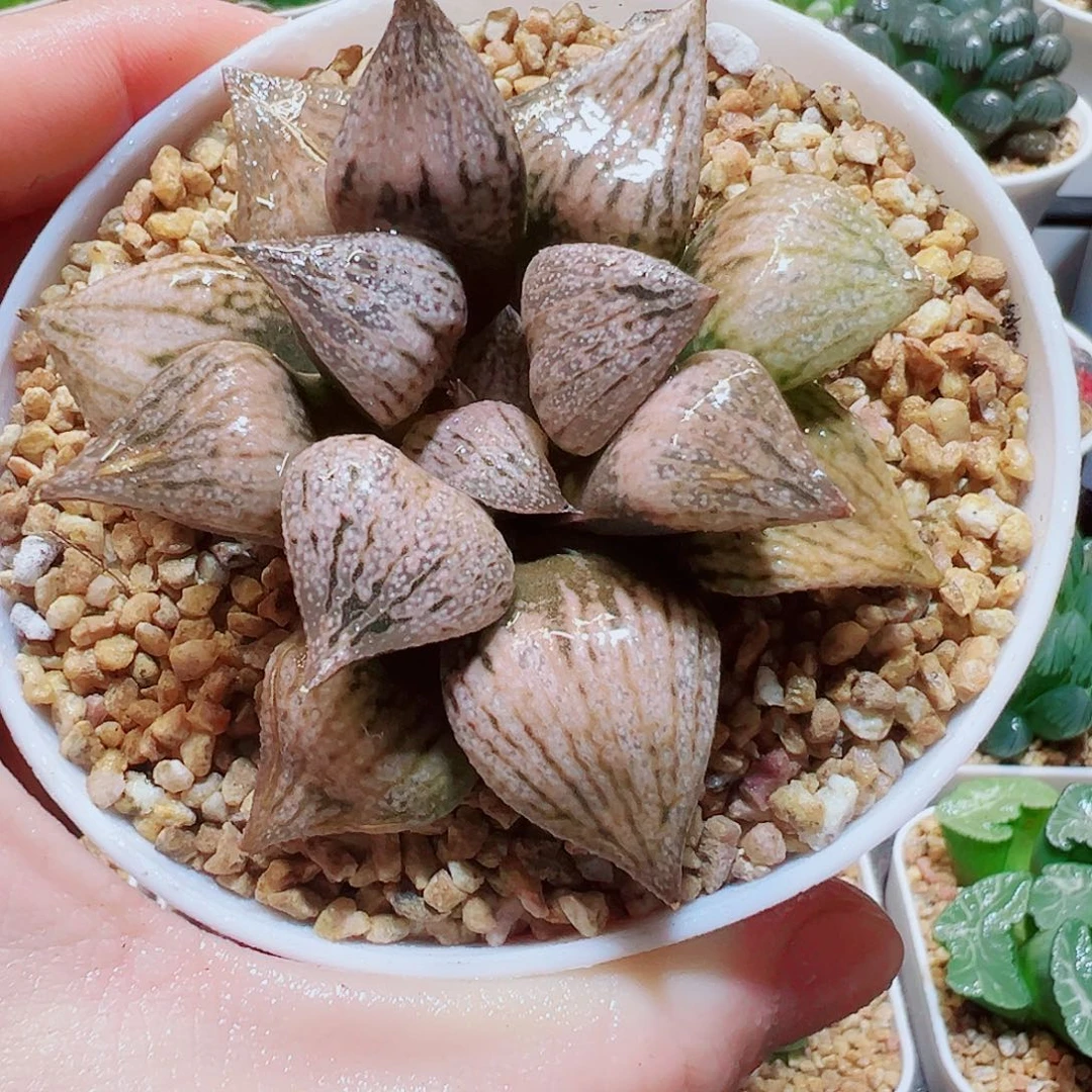中秋节福利，9.9，666