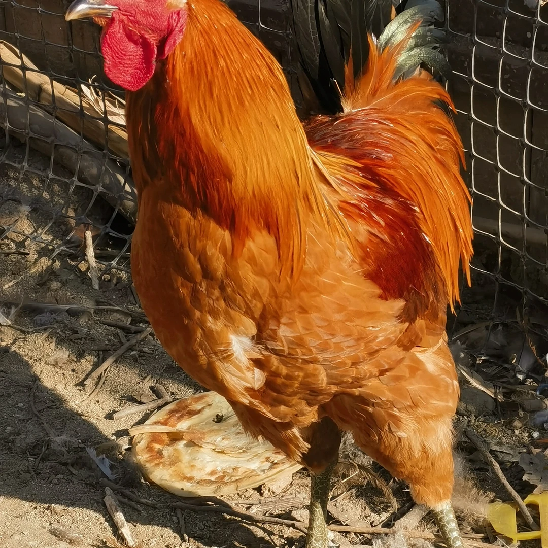 正宗庄河跑山大骨鸡