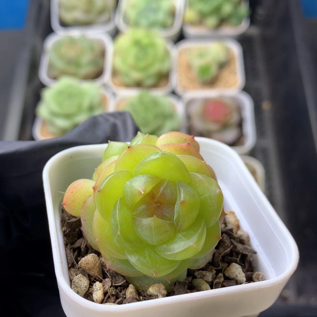 58包邮  群生不包整 161