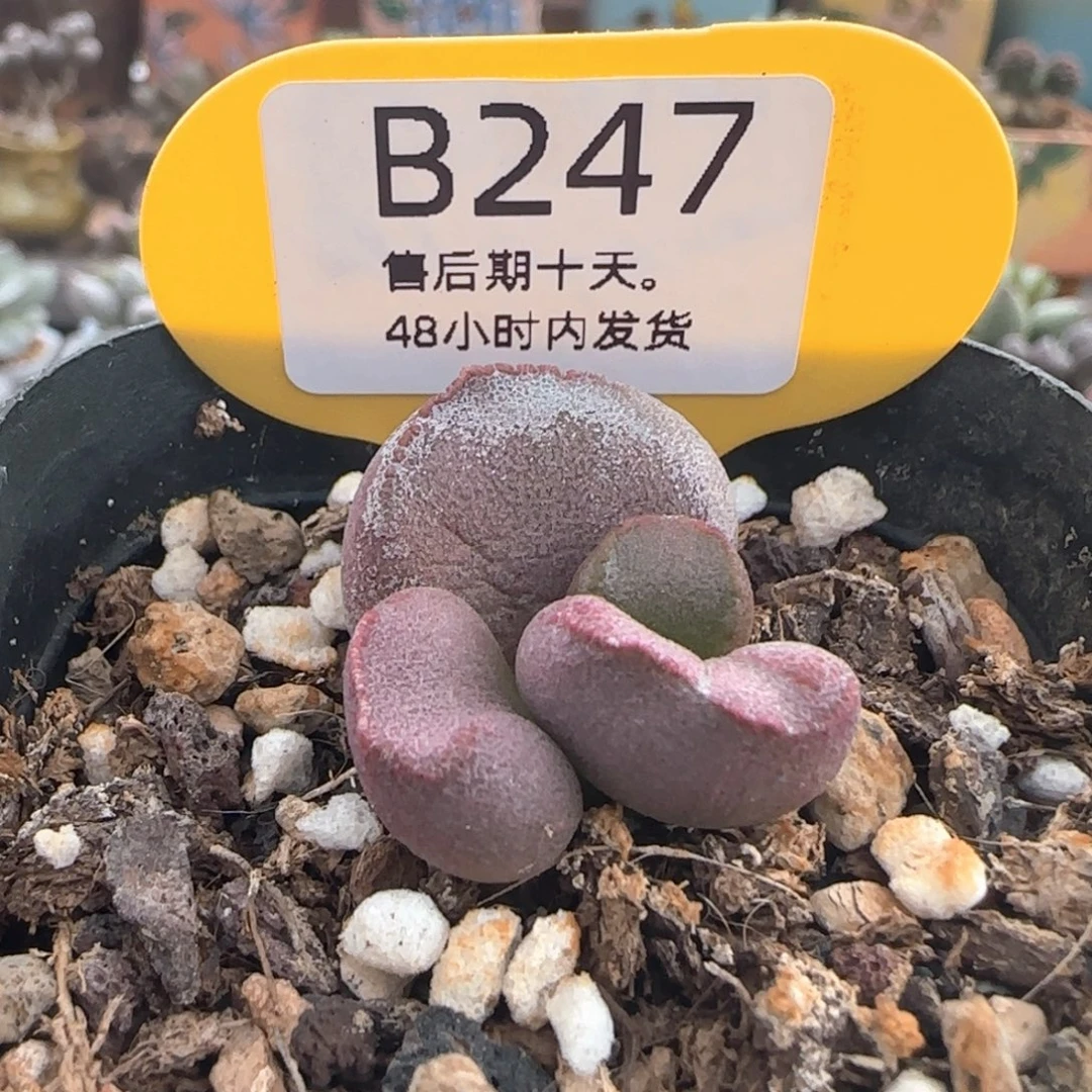 *****旖旎。   247。
