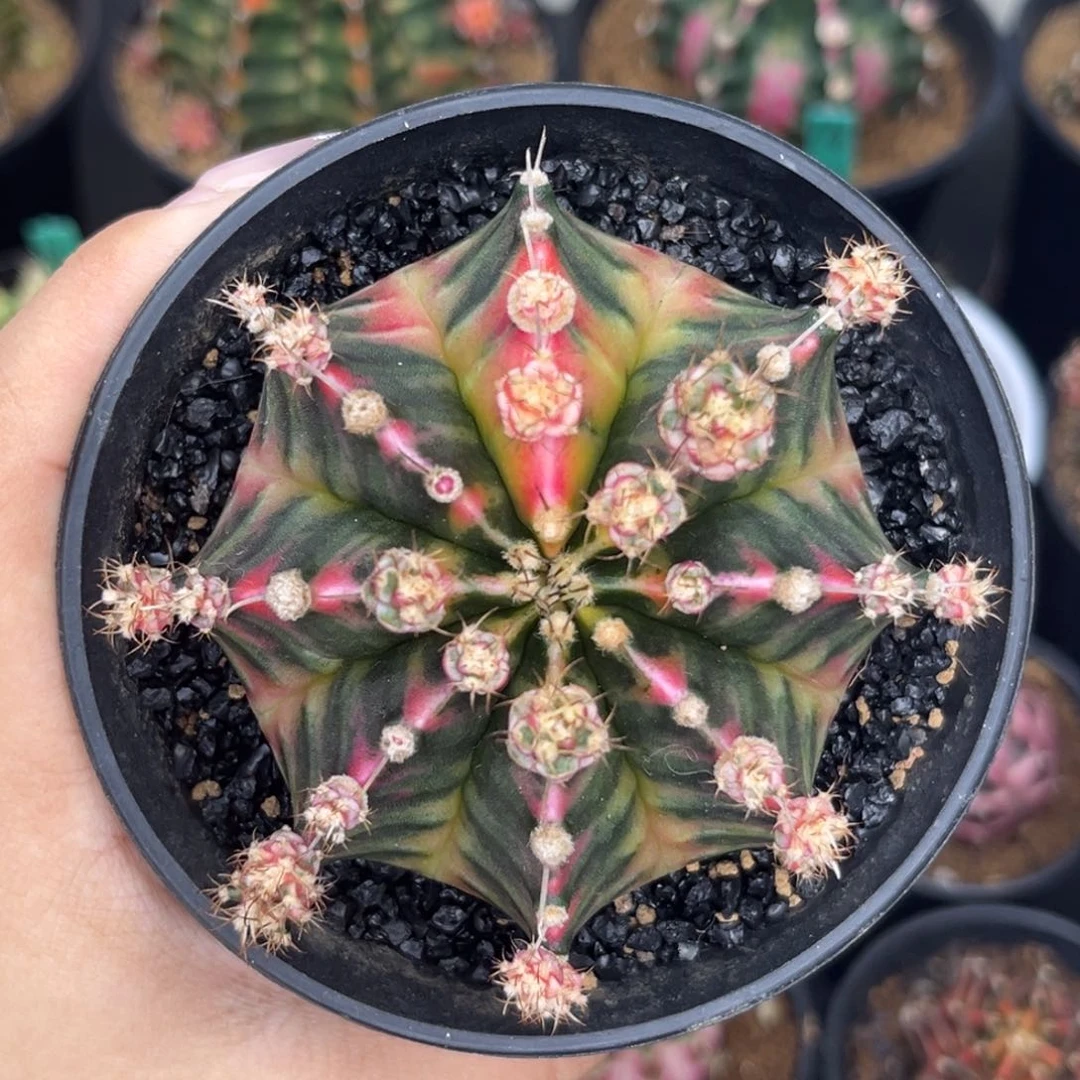 62 泰系肋骨锦 实生 带盆土