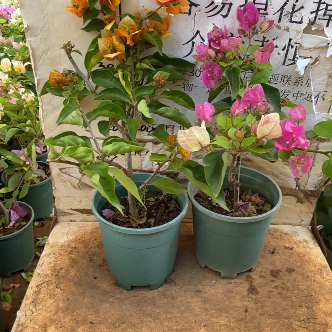变****当前无花栽培后可以开花3-1215