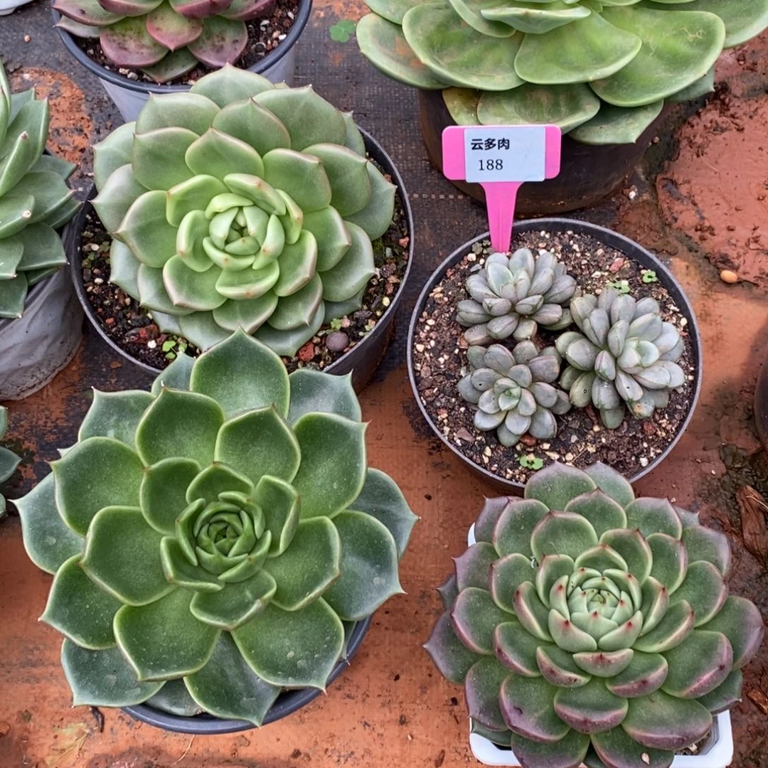 5***8x188-直播福利 六盆