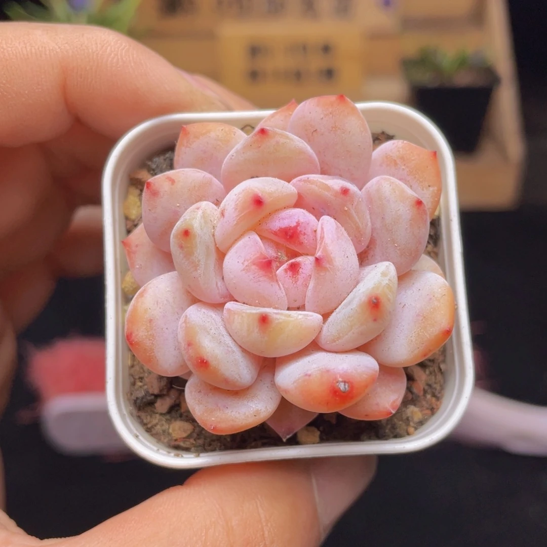 橙梦露多肉9.9包邮发货