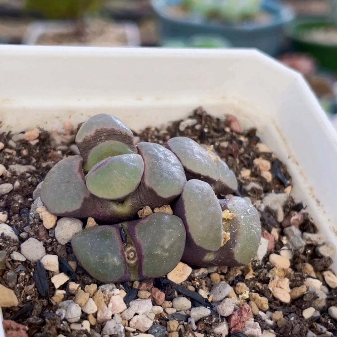 紫体白磁铁植物一物一拍