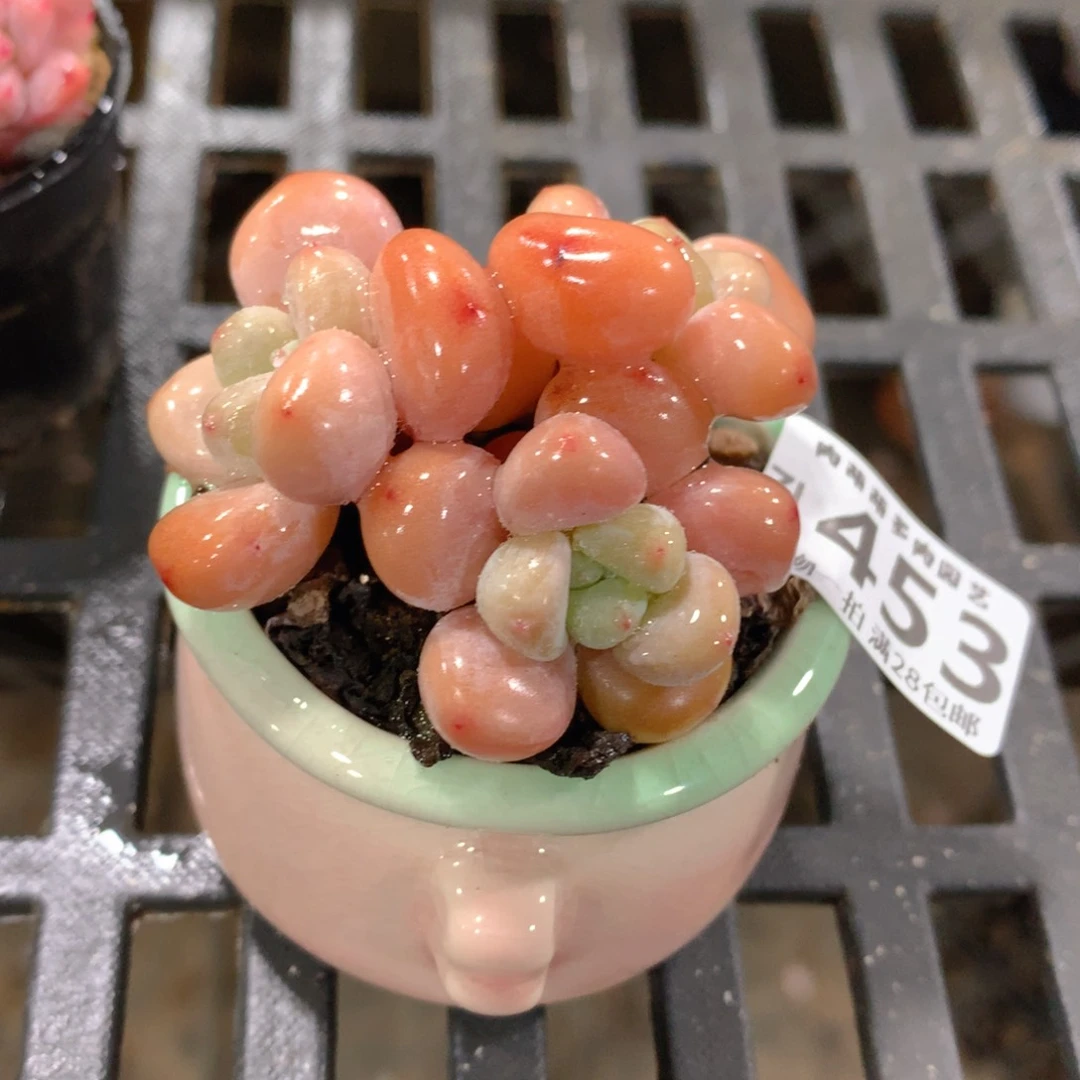 肉萌萌拇指盆精控多肉ZI453