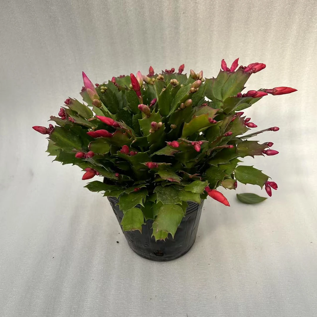 多色蟹爪兰盆栽绿植刘