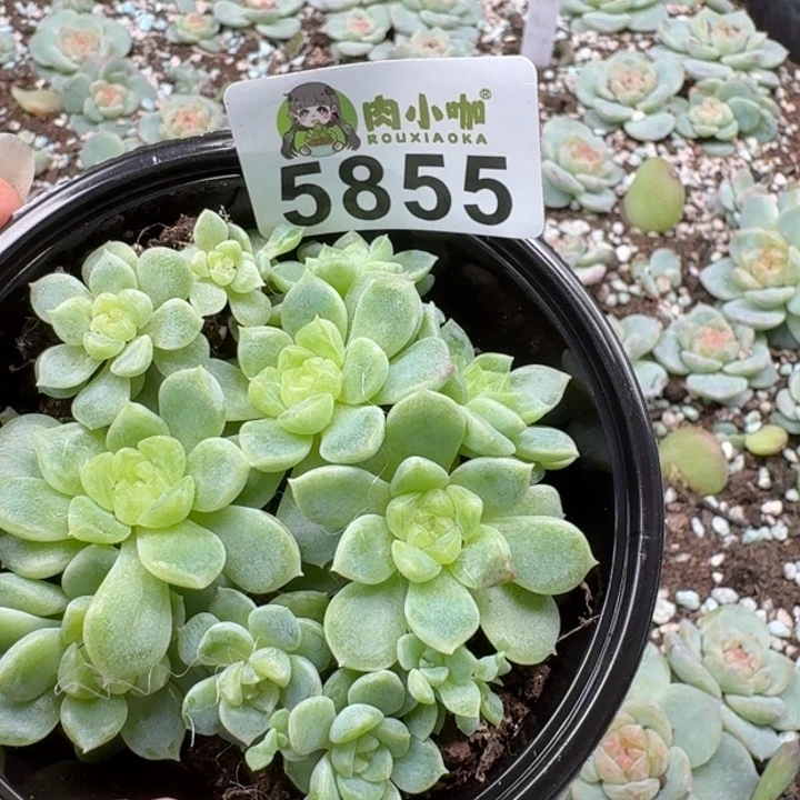 多肉植物多肉植物