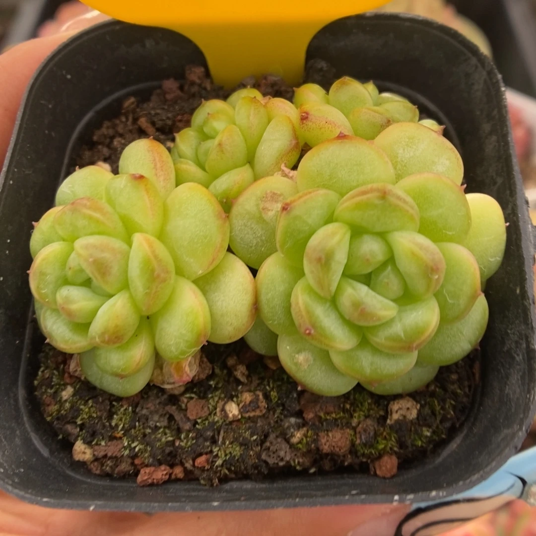 绿葡萄群生可拍5074号