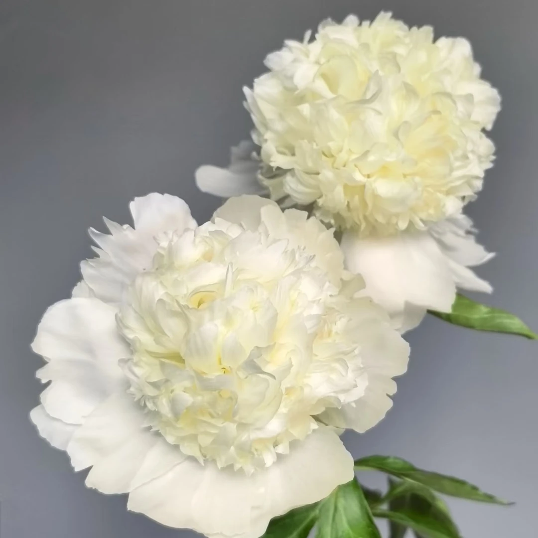 （芍药--查理白）裸根块洛阳重瓣多层观赏芍药花盆栽庭院种植花卉