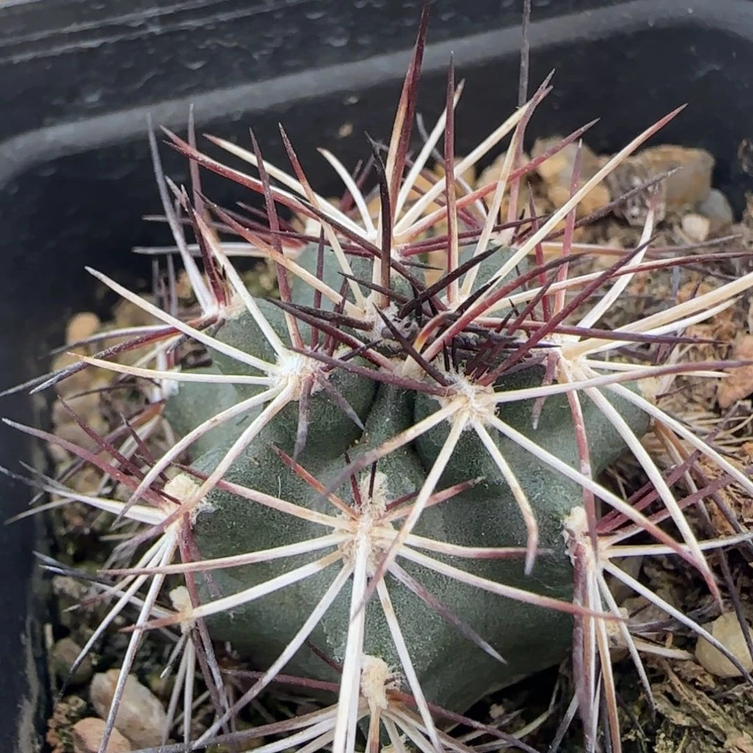 06实生达氏青花虾多肉3厘米