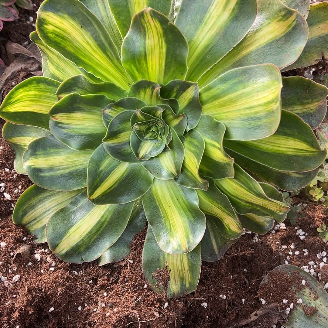 你***！精品多肉植物暴君