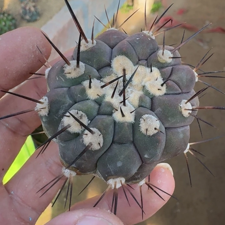 黑王无根66666666