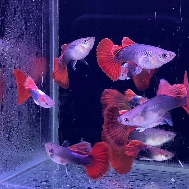 孔雀鱼大背菊花扇子10条