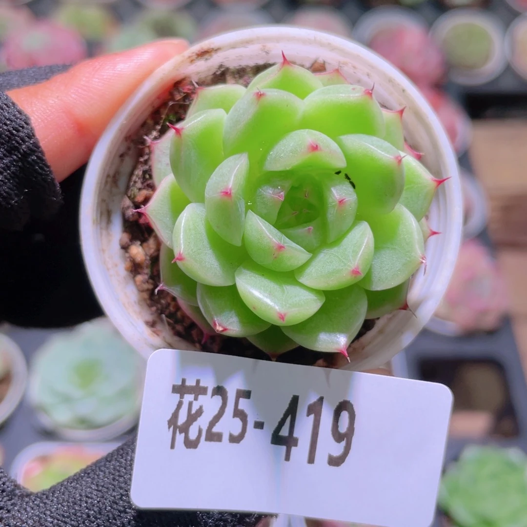 花利美25-419海王