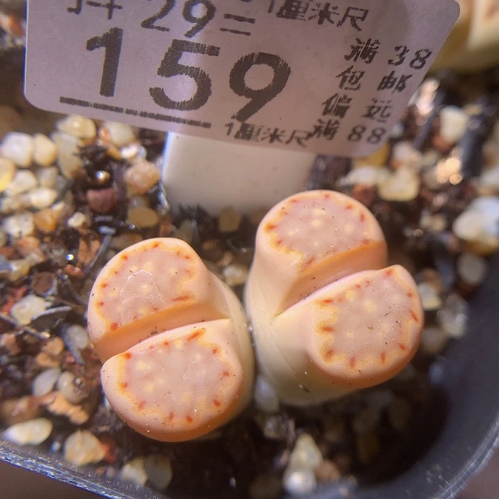 精品生石花29.159