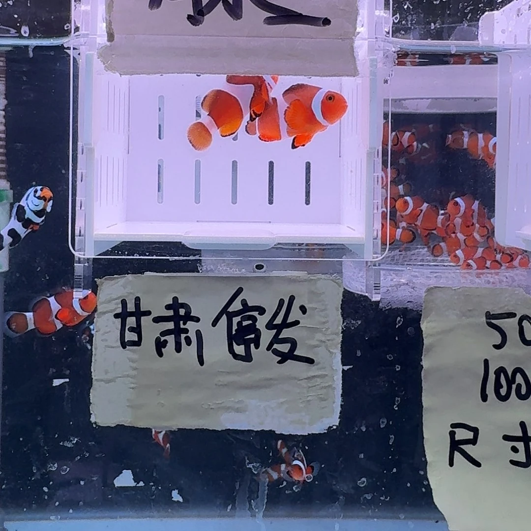 海水鱼4.5+配4.5精品黑边公子一对