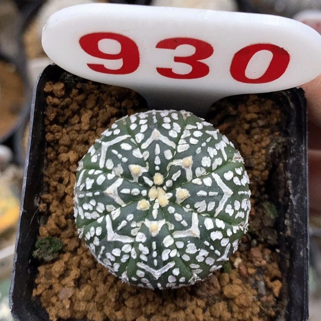 930福利特价来了特价咯