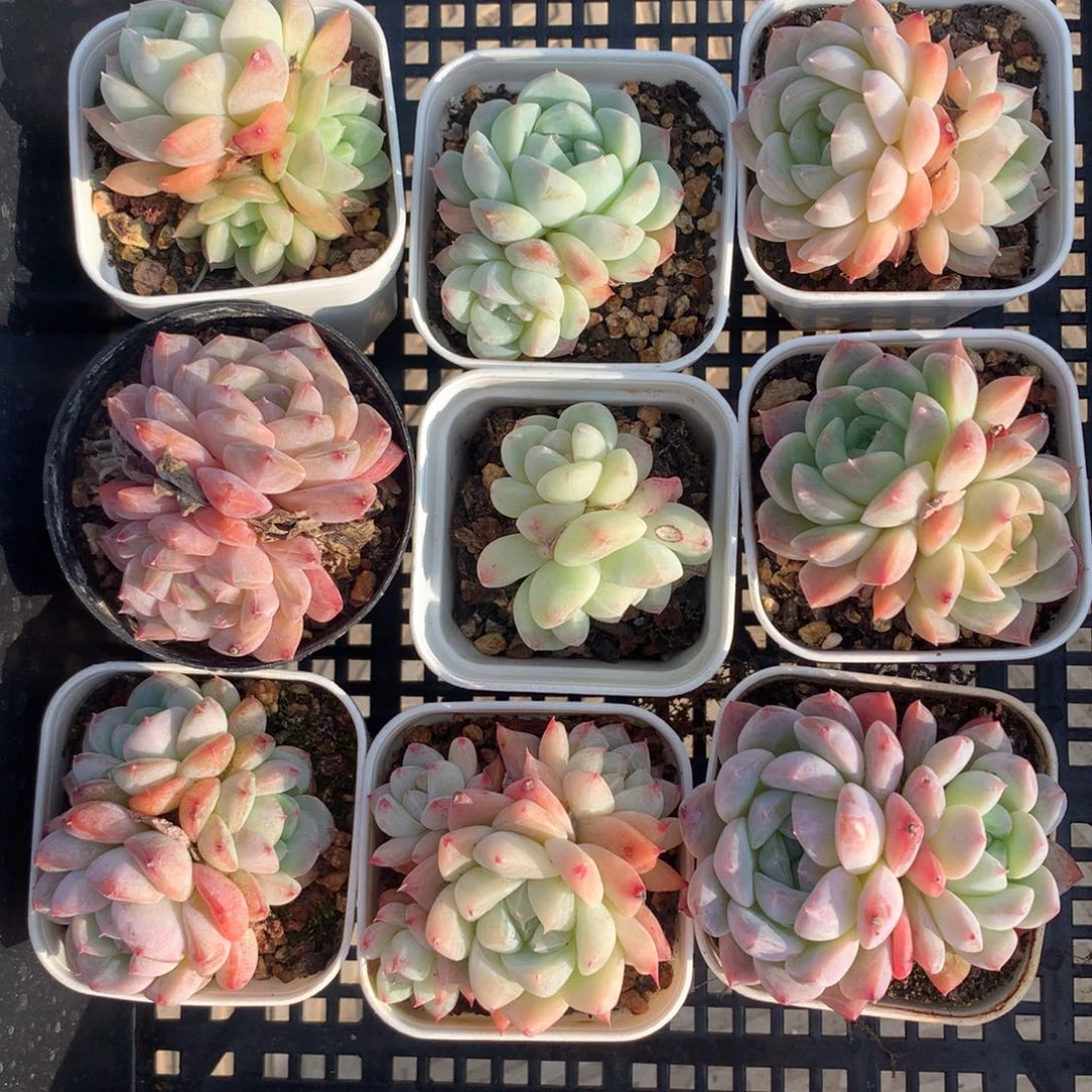 1209-40 糖心新品