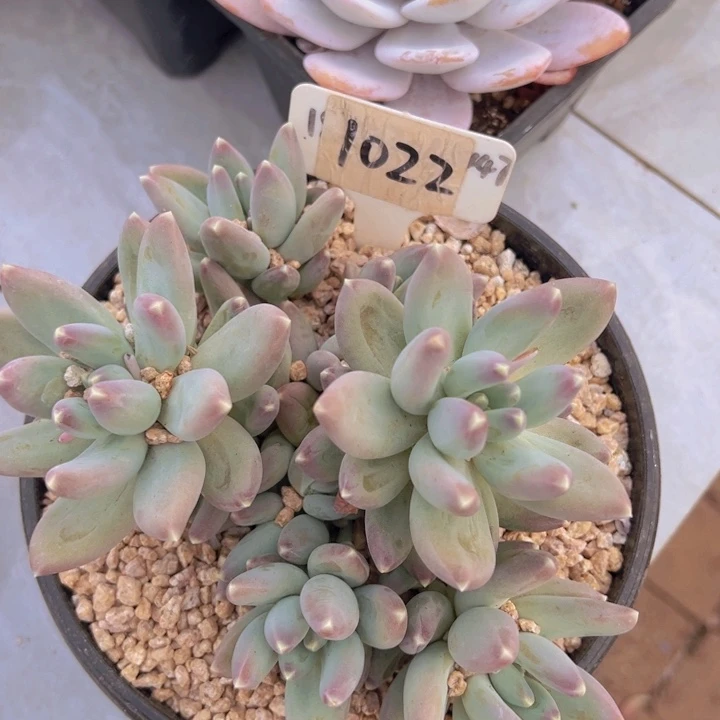 健健康康平平安安