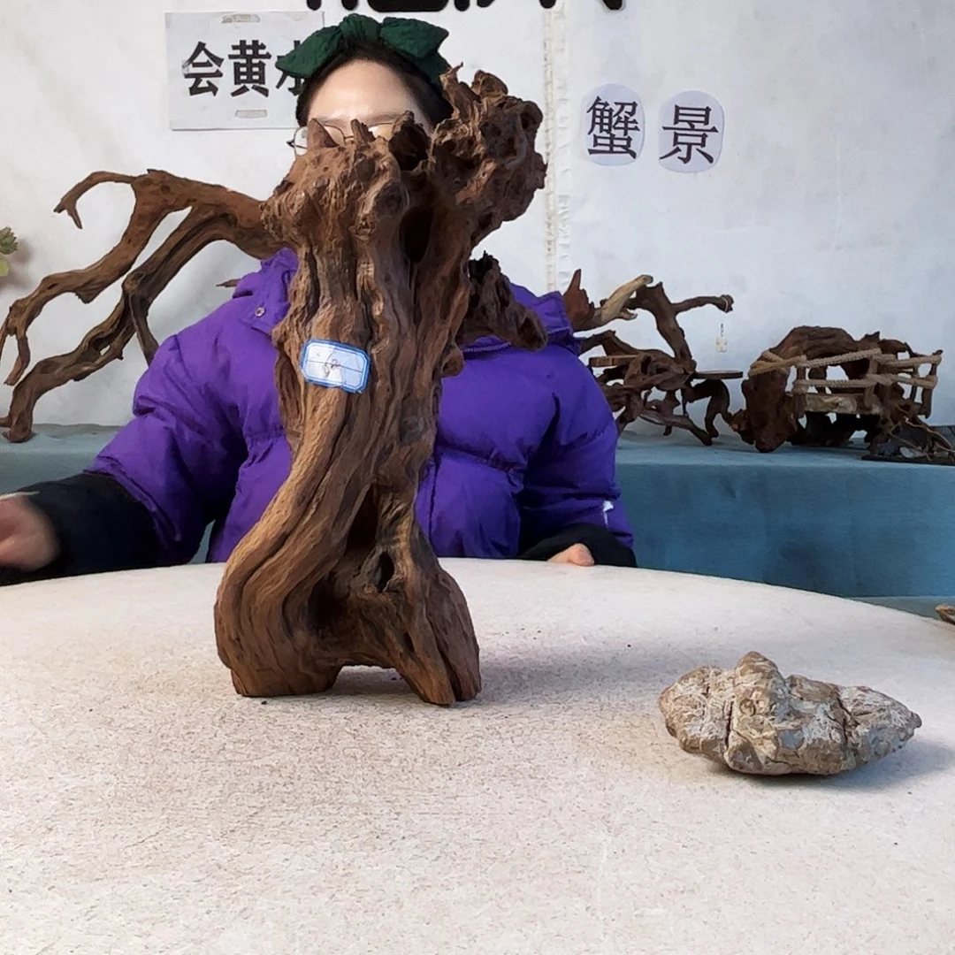 沉木造景爬宠造景