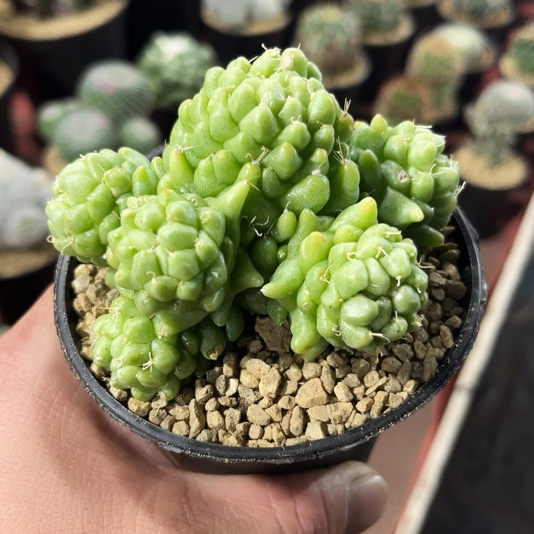 穆*雾莲菊仙人球肉肉球