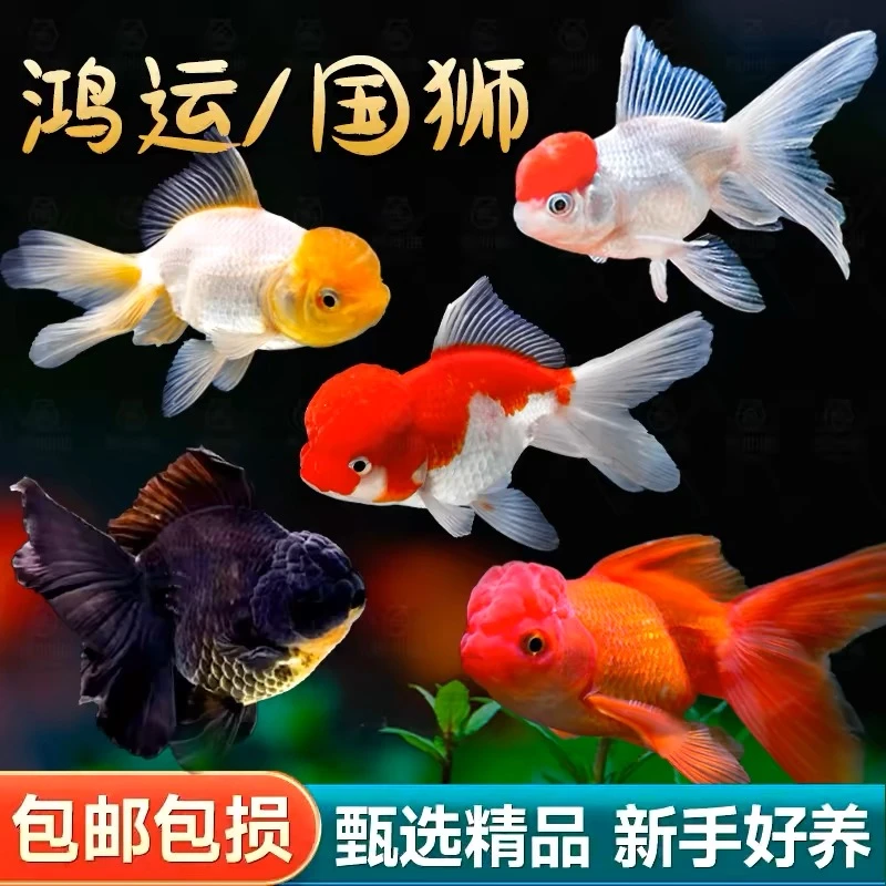 精品大金鱼观赏鱼冷水金鱼国狮玉兔小型淡水鱼饲养宠物鱼新手推荐