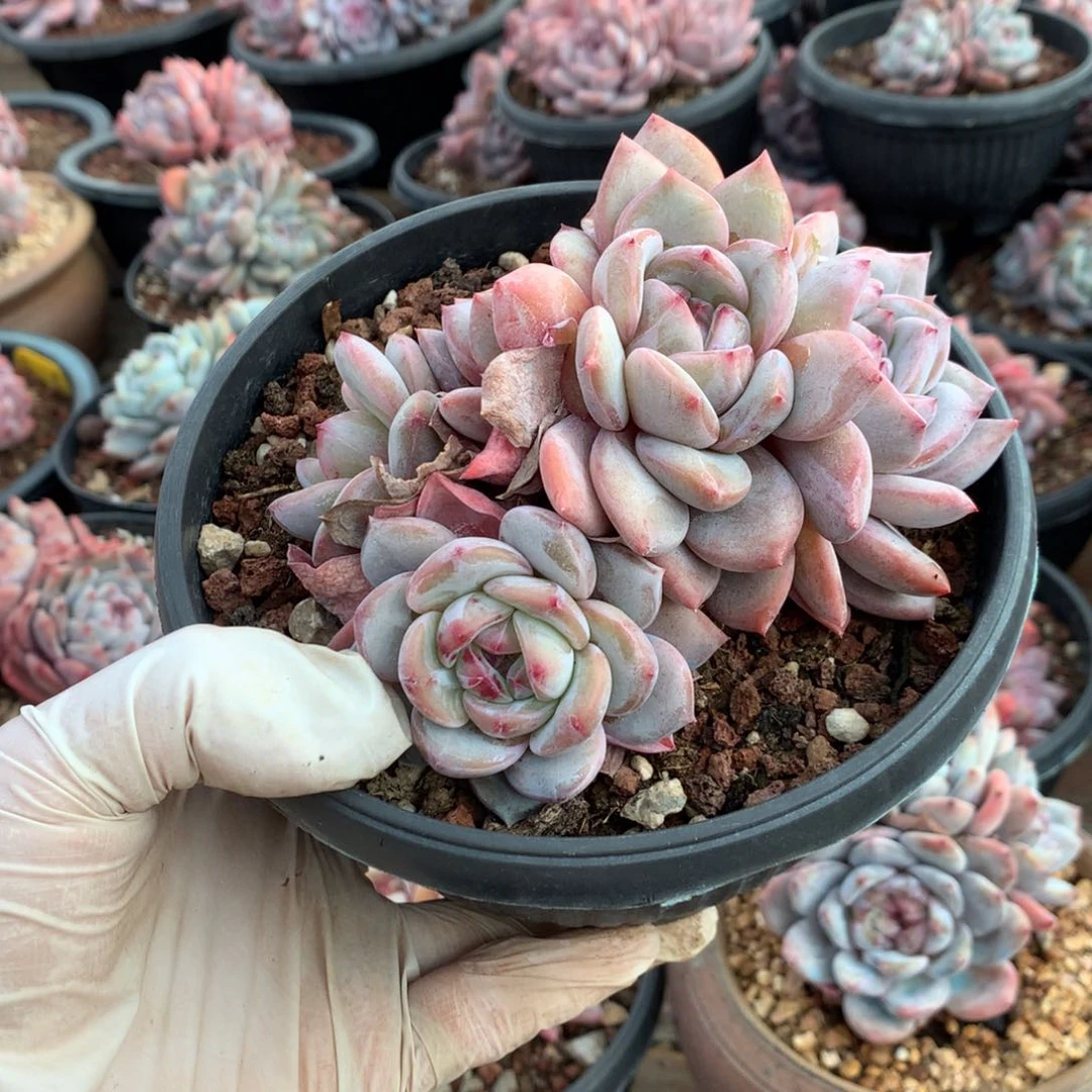 七月哈哈哈哈哈哈哈哈哈