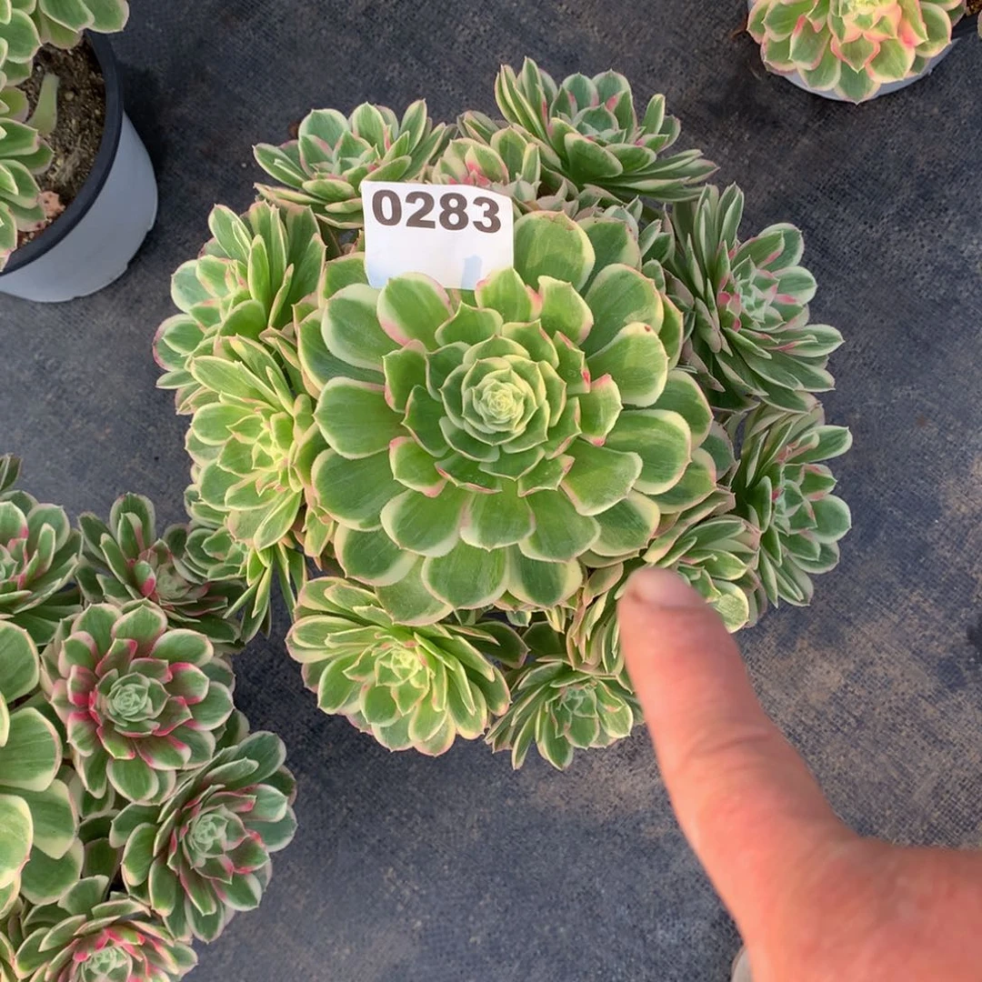 孔雀翎283法师多肉植物5500000