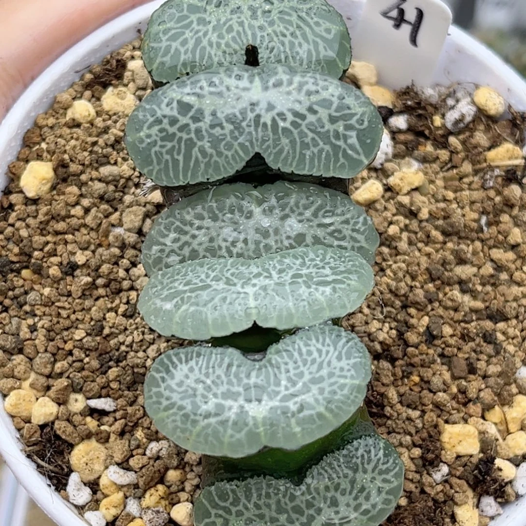 41终极蓝玉扇福利专场