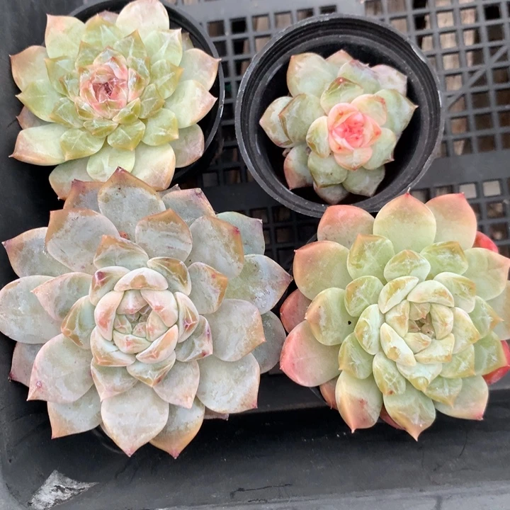 大***糖无花朵糖糖4颗多肉