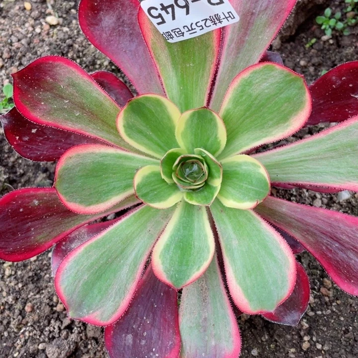 645红膜女多肉1，啊123456