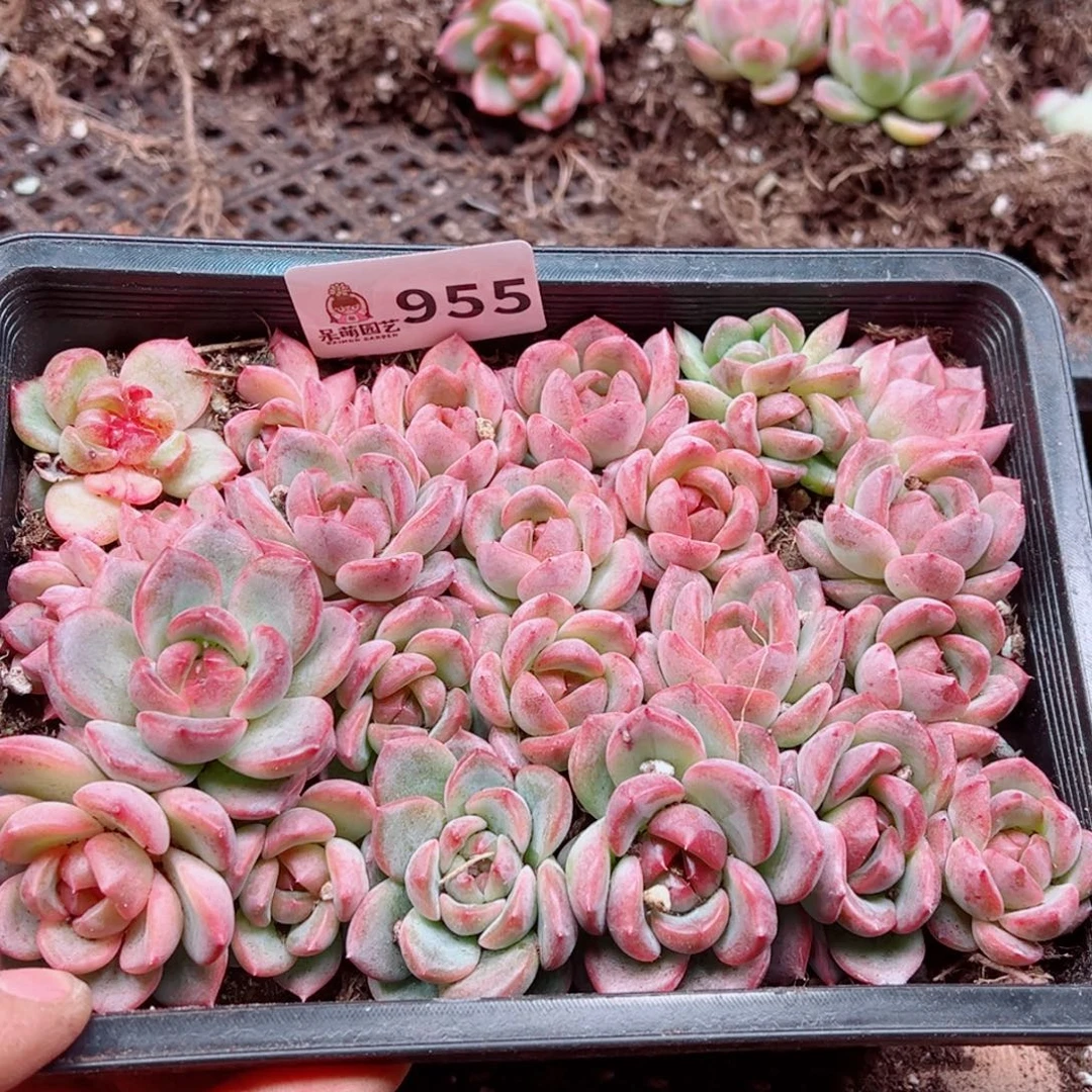 静***多肉植物多肉植物