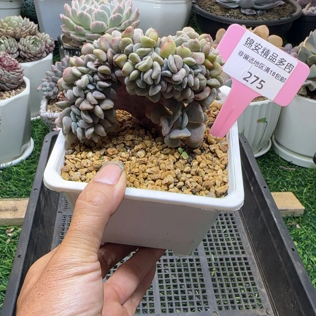 锦安精品多肉植物275
