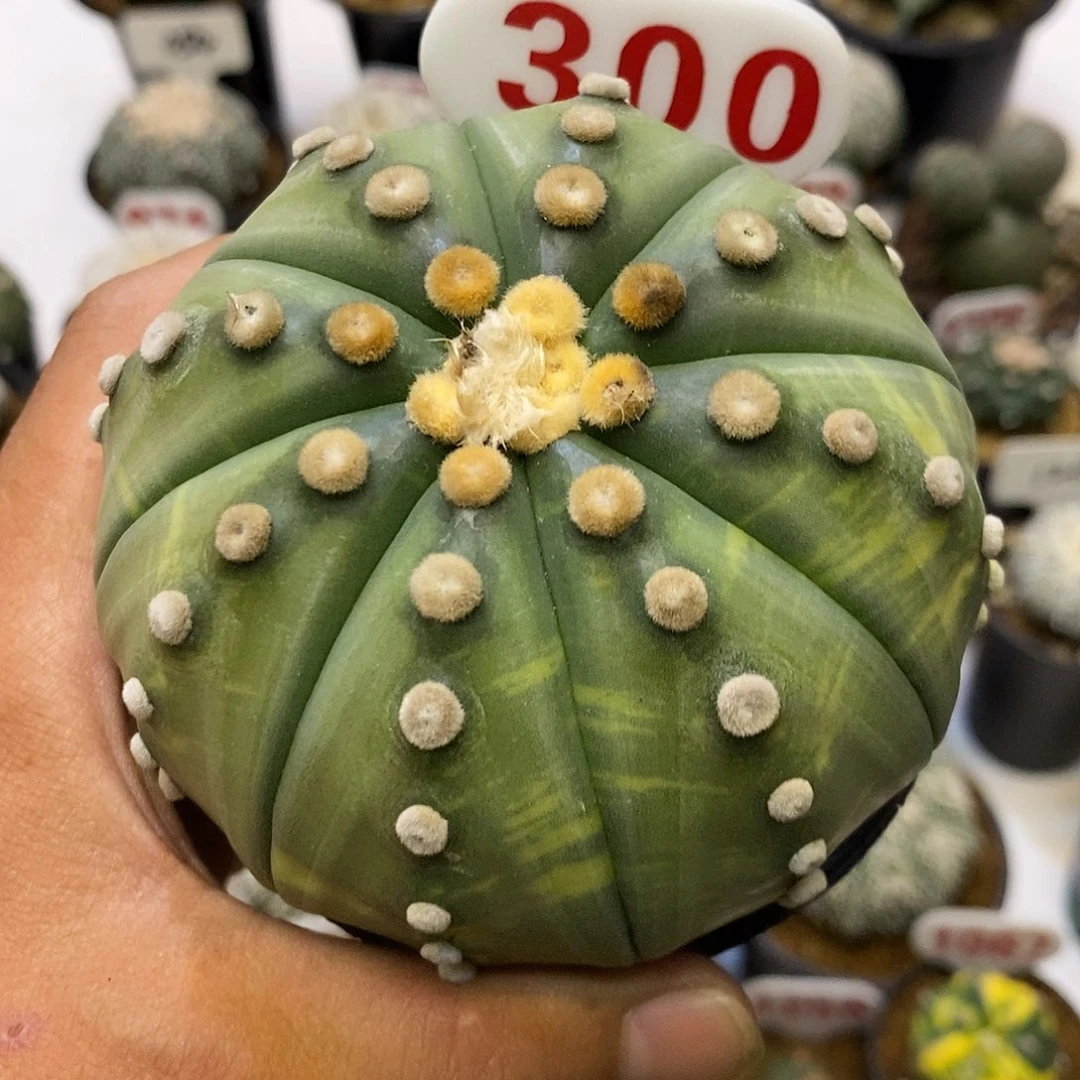 300大琉璃兜福利特价咯