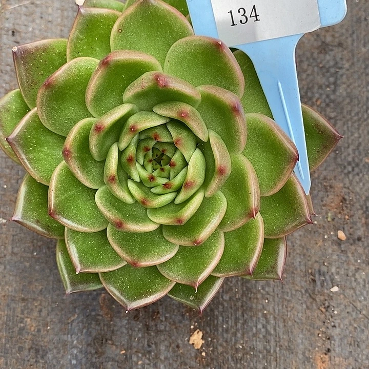 小***遥D134- 有伤福利 东云