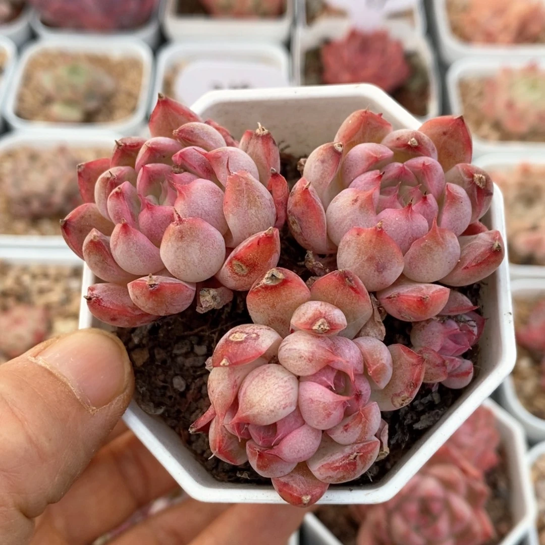 精品多肉一物一拍26