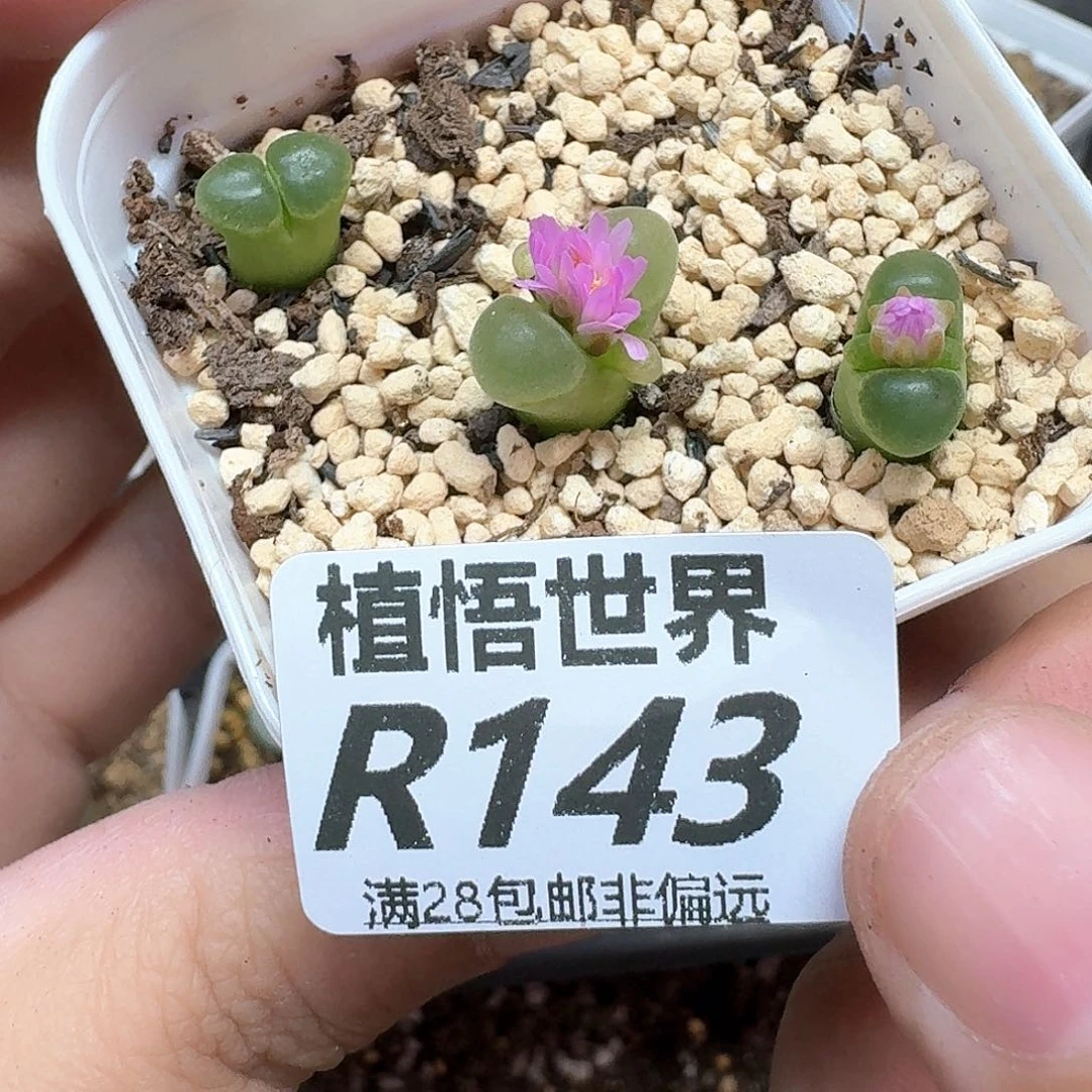 是润泽多肉植物dfg