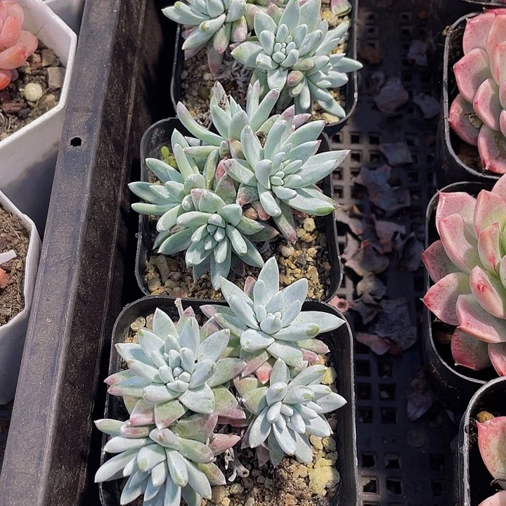 白菊群带盆土发货